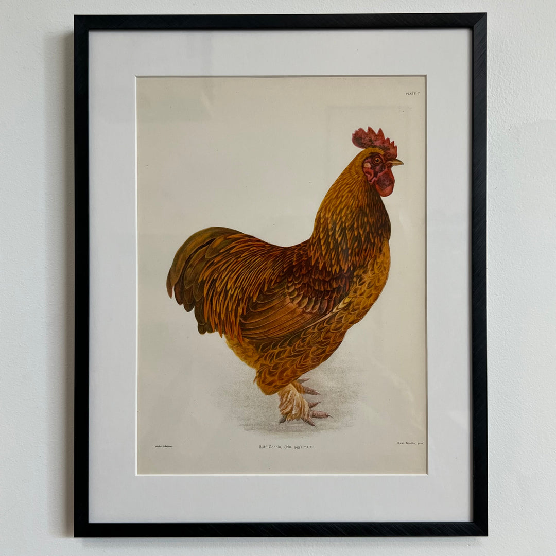 Original 1909 Kako Morita Chicken Lithograph (Plate 7)